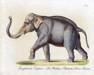 Elefante asiático (fêmea) (impressão)