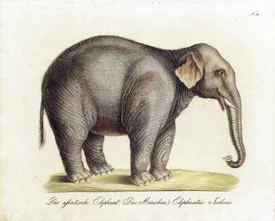 Elefante asiático (macho) (impressão)