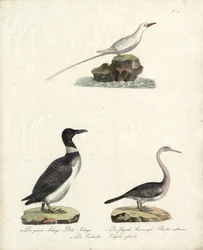Auk, Pássaro-sol voador e Mergulhador do Norte (impressão)