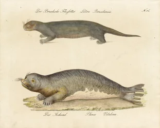 Lontra brasileira e foca do porto (impressão)