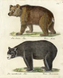 Urso castanho e urso americano (impressão)