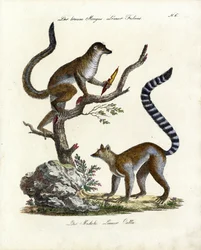 Lémure-castanho e lémure-de-cauda-anelada