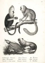 Mico de cabeça de búfalo, Callithrix flaviceps (em perigo) 1, e tamarin de leão dourado, Leontopithecus rosalia (em perigo) 2,3. Litografia de Karl Joseph Brodtmann de Heinrich Rudolf Schinz