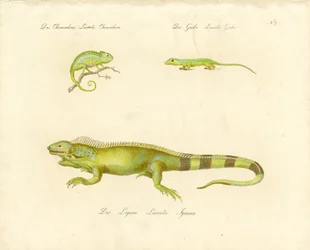 Camaleão, osga e iguana (impressão)