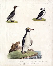 Galeirão-comum, auk do Ártico e pinguim-de-crista (impressão)