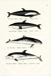 Diferentes tipos de golfinhos, 1824