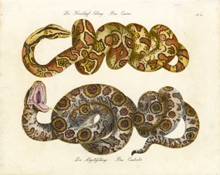 Jiboia-cabeça-de-cão e Jiboia-constritora (impressão)