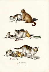 Gatos Domésticos, 1824