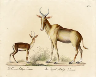 Dorcas Gazelle e Nilgai (impressão)
