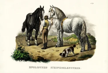 Inglês Pit Horse, 1824