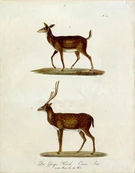 Veado do Ganges fêmea e macho (impressão)