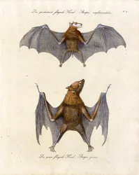 Raposas voadoras (impressão)