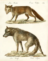 A raposa e o lobo (impressão)