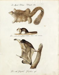 Mamíferos planadores (imprimir)