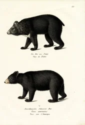 Urso-negro-do-Himalaia, 1824