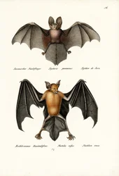 Morcego de Cara Vazia, 1824