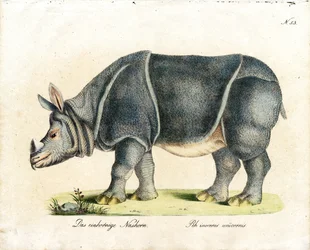 Rinoceronte indiano (impressão)