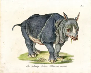 Rinoceronte indiano (impressão)