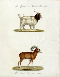 Cabra de Caxemira e muflão (impressão)