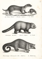 Menos doninha, Mustela nivalis 1, panda vermelho, Ailurus fulgens 2, vulnerável, e bearcat, Arctictis binturong 3, vulnerável. Litografia de Karl Joseph Brodtmann de Heinrich Rudolf Schinz