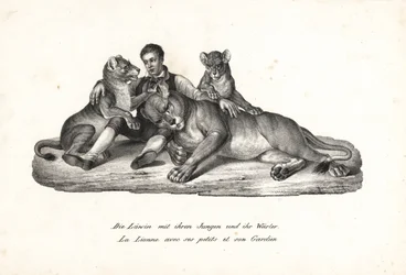 Lioness e crias com treinador, Panthera leo. Litografia de Karl Joseph Brodtmann de Heinrich Rudolf Schinz História Natural Ilustrada de Homens e Animais
