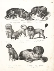 Lurcher or matin dog, Canis laniarius, Bichon, Spanish dog, Chow Chow, Pug dog, Canis fricator, e Poodle or water hunting dog, Canis aquaticus. Litografia de Karl Joseph Brodtmann de Heinrich Rudolf Schinz