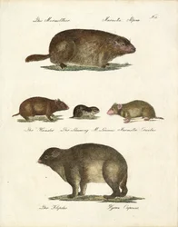 Marmotas e outros roedores (imprimir)