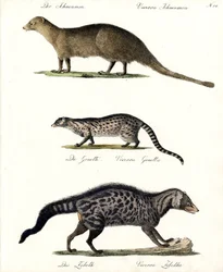 Mangusto, Geneta e Civeta (impressão)