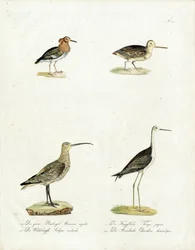 Aves nativas dos pântanos e da costa (imprimir)