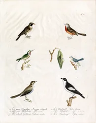 Aves canoras nativas (imprimir)