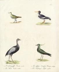 Aves pernaltas e corredoras nativas (imprimir)