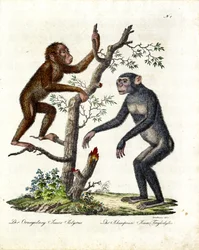 Orangotango e chimpanzé (impressão)