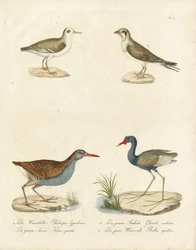 Falaropa, andorinha-do-mar, jacana e carriça aquática (impressão)