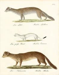 Zibelina, arminho e marta (impressão)