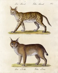 Serval e lince (impressão)