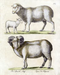 Ovelha com cordeiro e carneiro (impressão)