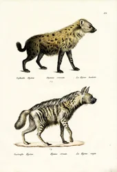 Hyaena manchada, 1824