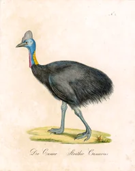 O Cassowary (imprimir)