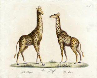 A Girafa (macho e fêmea) (impressão)