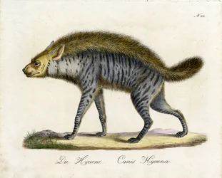 A hiena (imprimir)