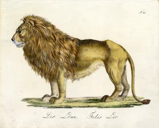 O Leão (imprimir)