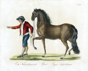 O cavalo napolitano (impressão)