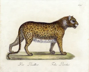 A Pantera (impressão)