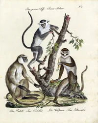 Espécies de macacos tropicais (imprimir)