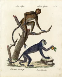 Macaco-prego e bugio-ruivo (impressão)