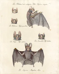 Várias espécies de morcegos (imprimir)