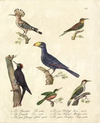 Várias aves da floresta (impressão)