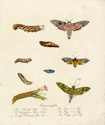Várias mariposas-falcão (impressão)