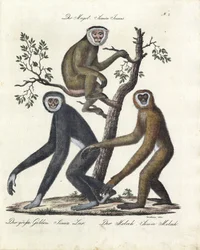 Várias espécies de macacos (imprimir)