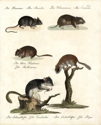 Vários tipos de ratos (imprimir)